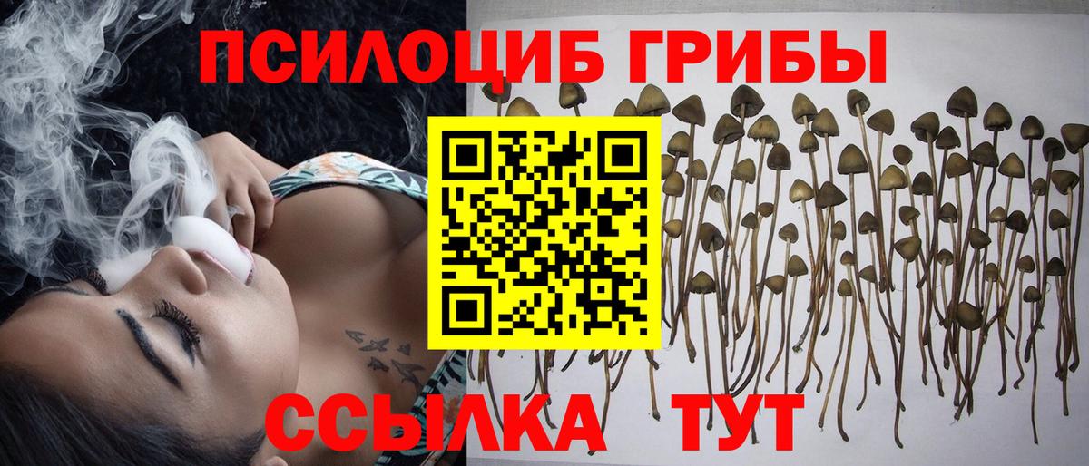 Псилоцибиновые грибы Psilocybine cubensis Лянтор